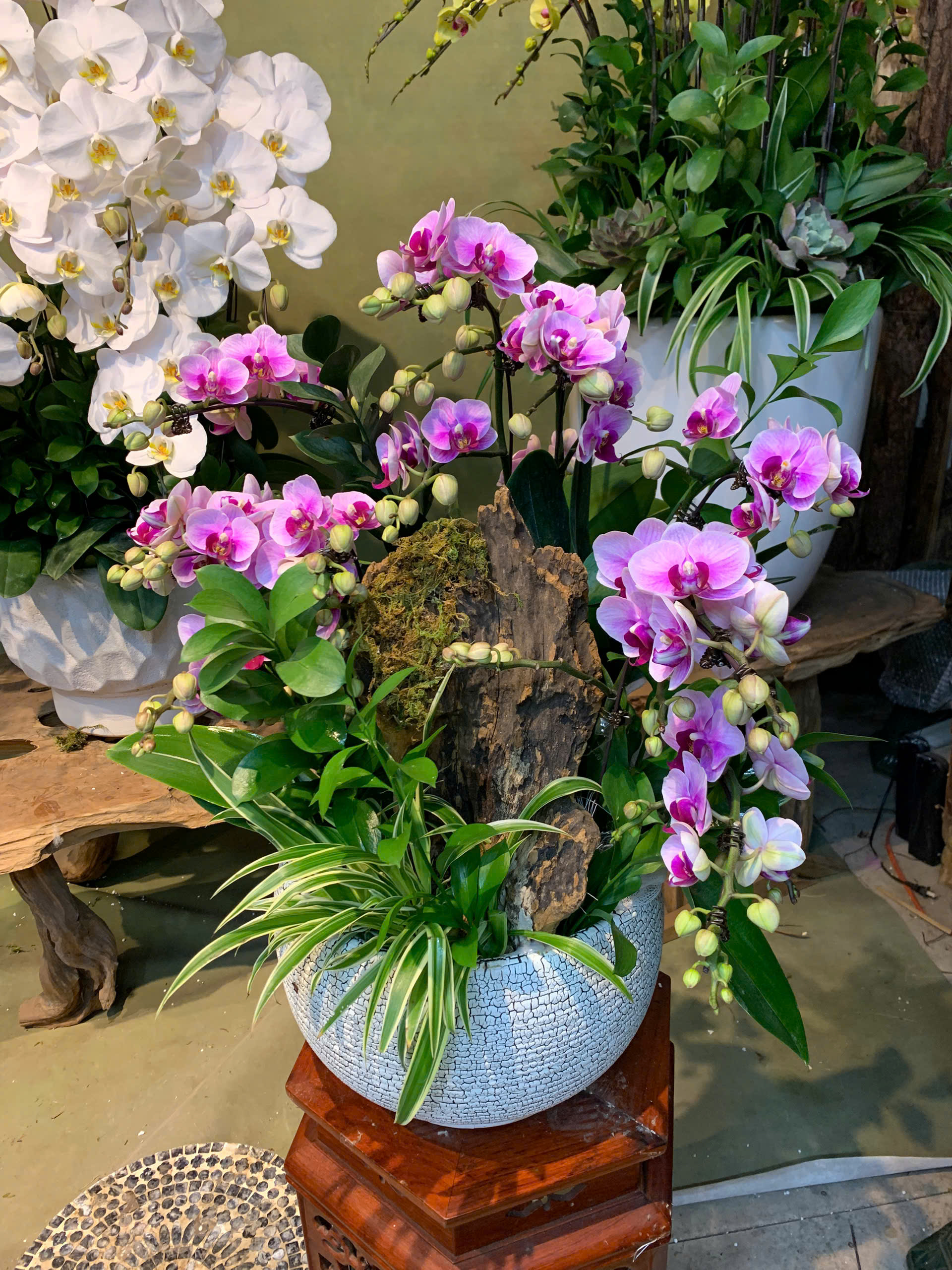 Chậu Lan Hồ Điệp Mini Hồng Tiểu Cảnh